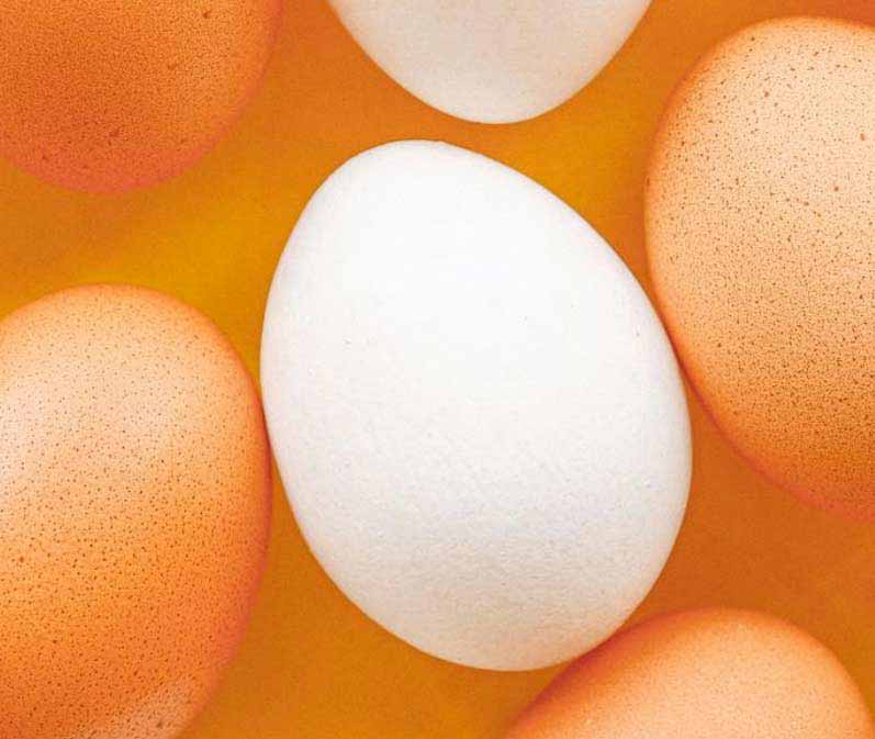 orange-white-eggs